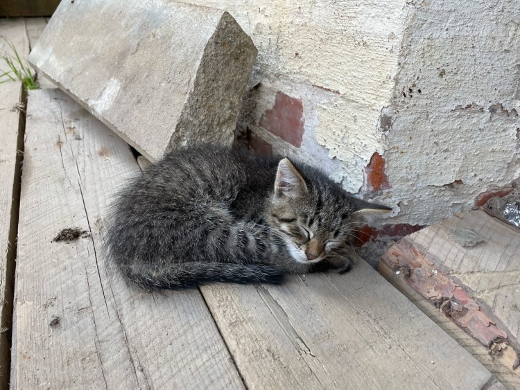 Потеряшки Сергиев Посад свежие 2021год