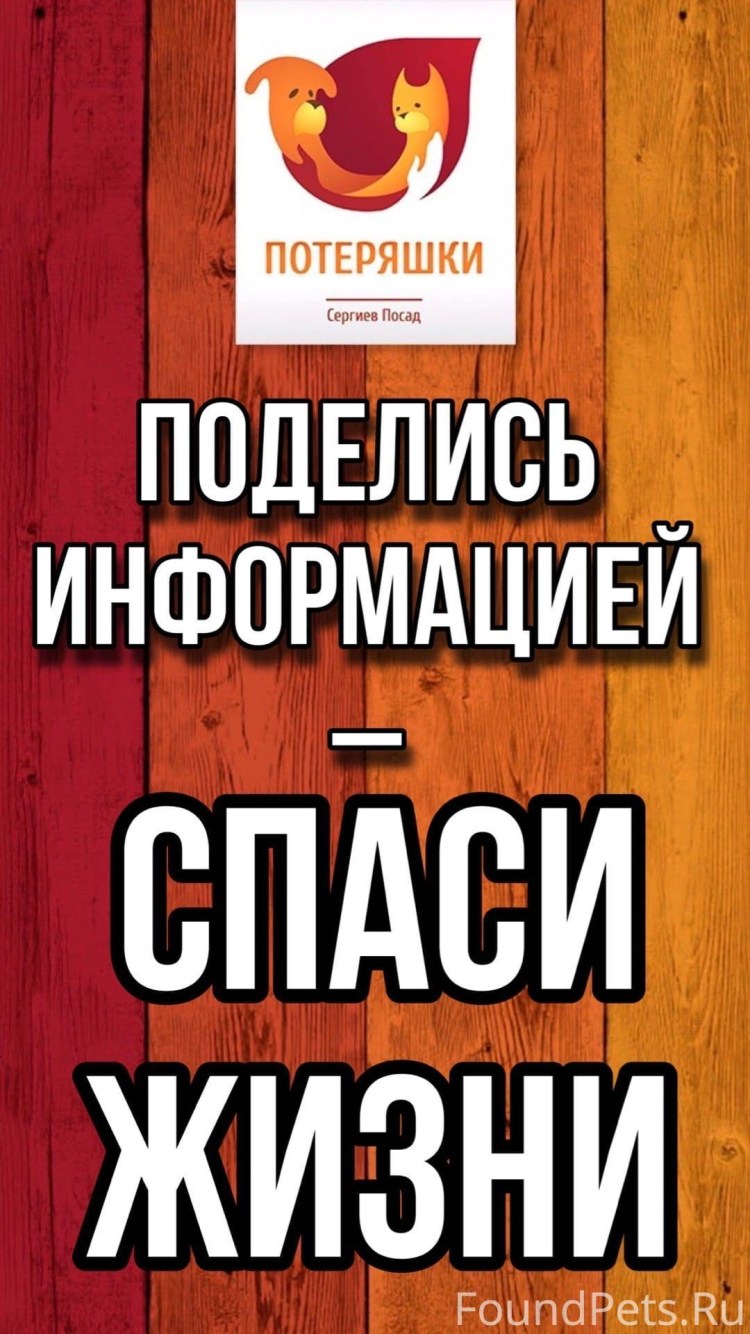 Потеряшки Сергиев Посад официальный сайт