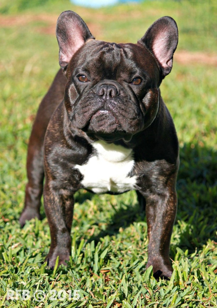 Карликовый французский бульдог карликовый