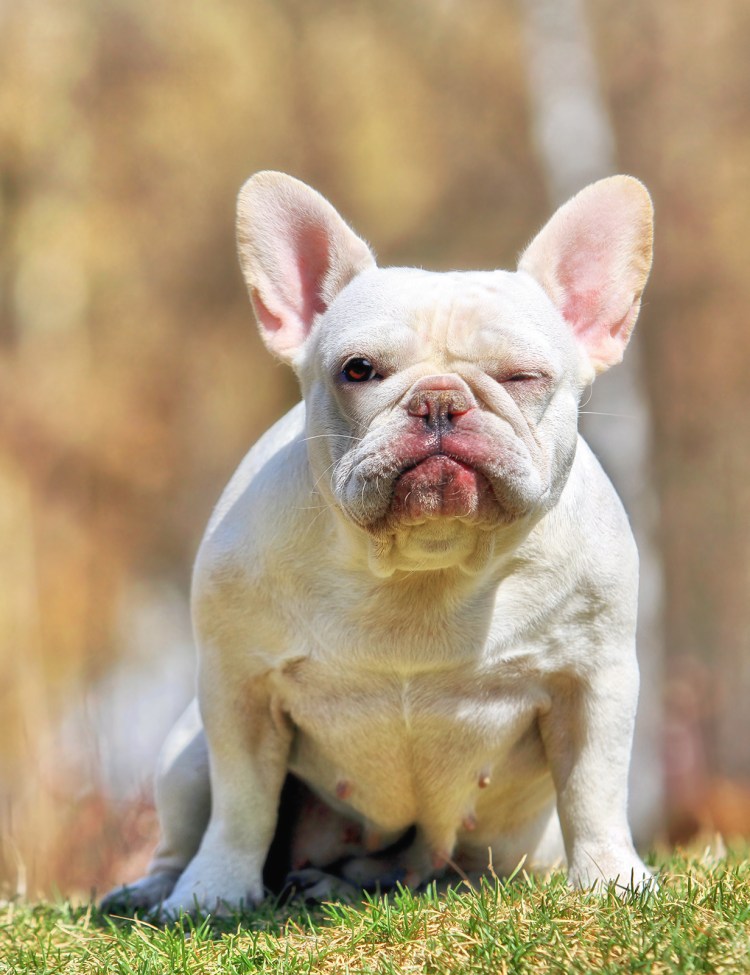 Бульдог изабелловый окрас