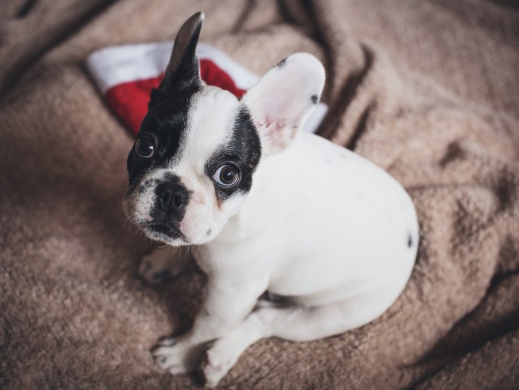 Почему лысеет французский бульдог