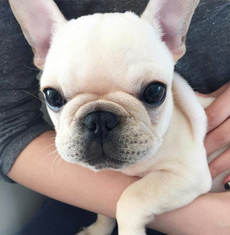 Французский бульдог альбинос