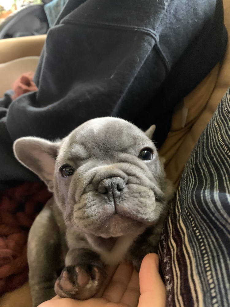 Французский бульдог 3 поколение