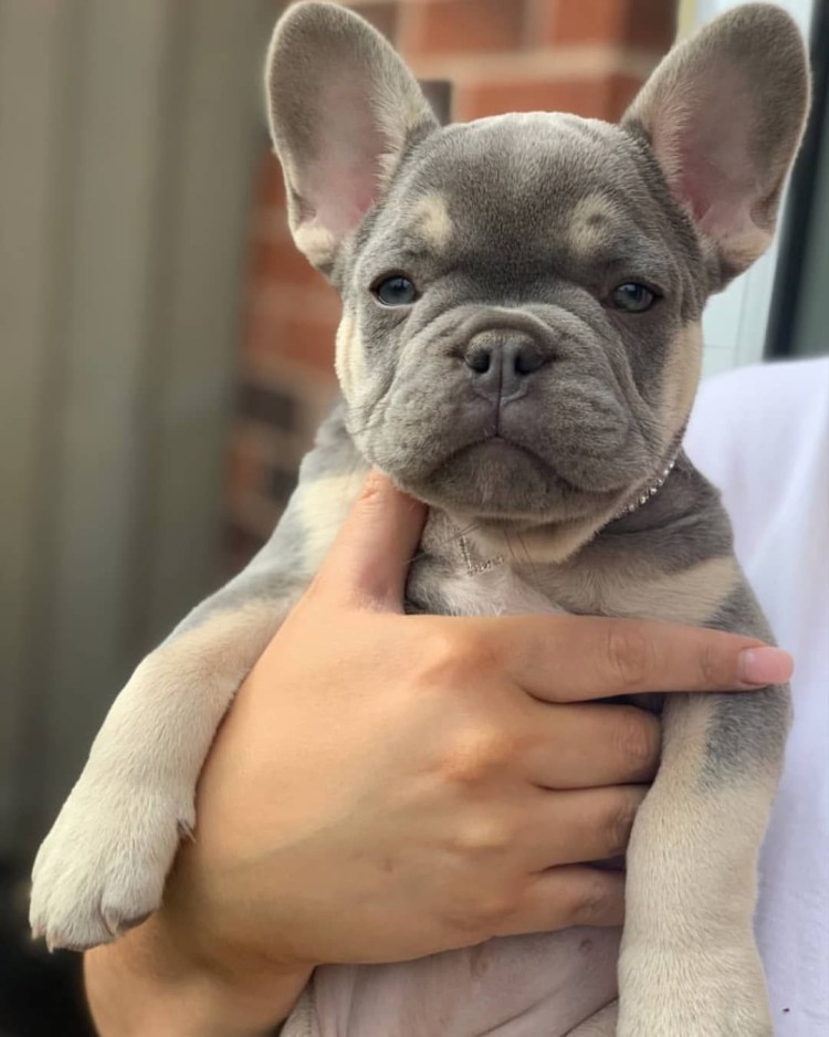 Лысые собачки