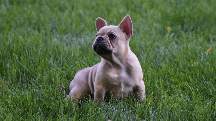 Французский бульдог