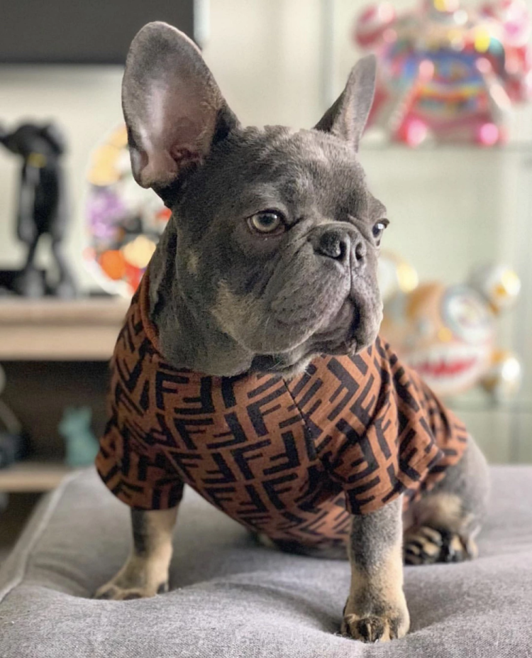 Глаза французского бульдога