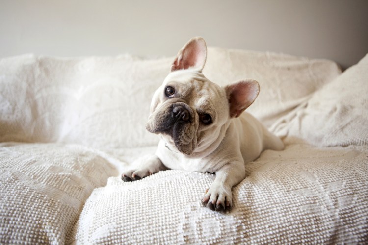 Лысый бульдог