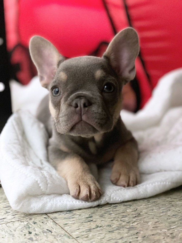 Лохматый французский помощник французского