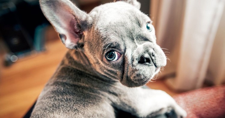 Французский бульдог голубой Соболь