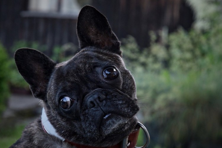 Оскар французский бульдог
