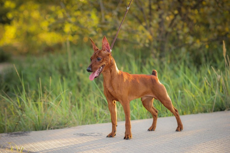 Собака пинчер