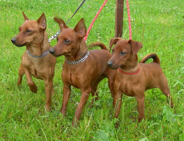 Мини Доберман-пинчер