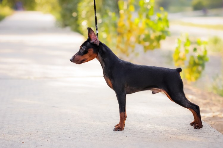 Доберман-пинчер карликовый