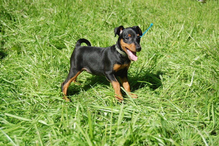 Пинчер карликовый гладкошерстный