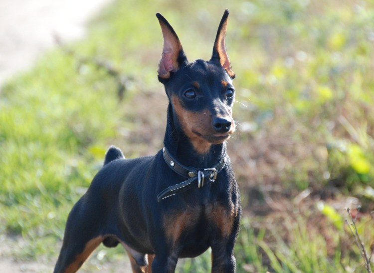 Американский мини пинчер