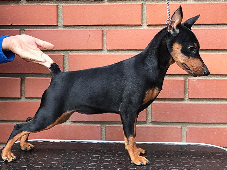 Цвингер пинчер карликовый