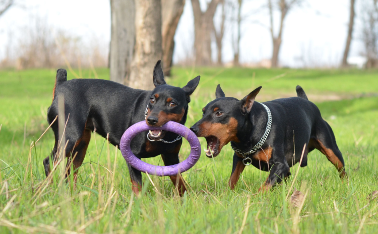 Карликовый пинчер Цвергпинчер