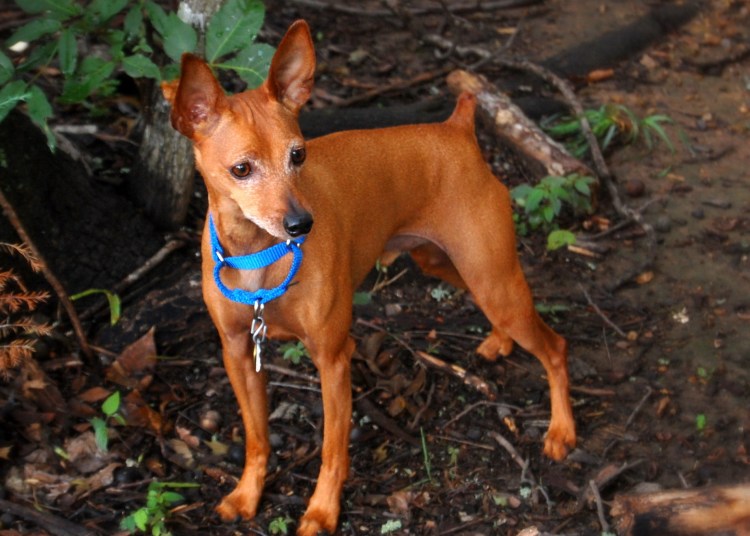 Цвергпинчер терьер карликовый