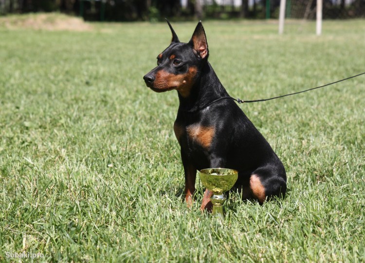 Цвергпинчер и Доберман