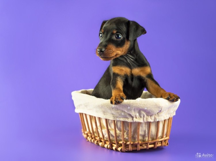 Австралийский пинчер