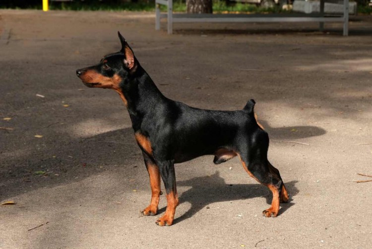 Цвингер пинчер