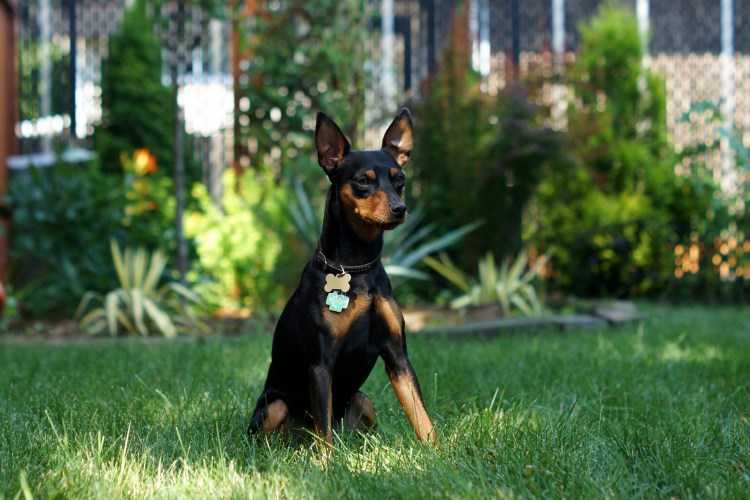 Пинчер терьер карликовый