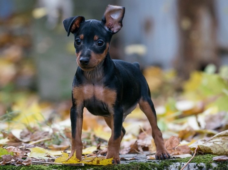 Цвергпинчер терьер рыжий