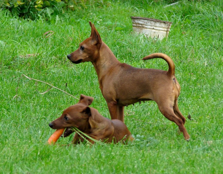 Карликовый пинчер