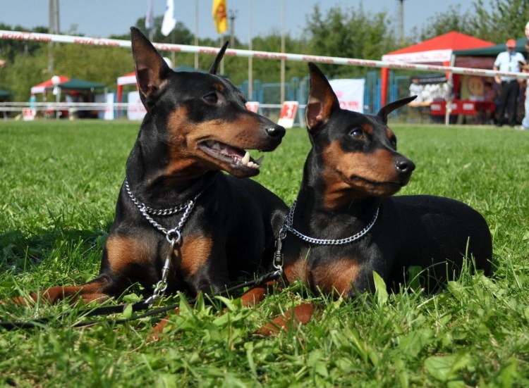 Мини Доберман авито СПБ