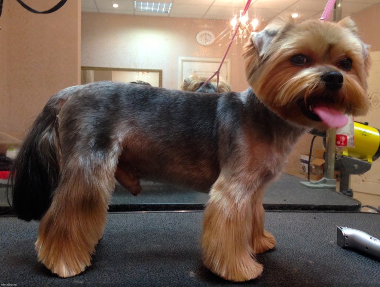 Стрижка микимаус для йорков