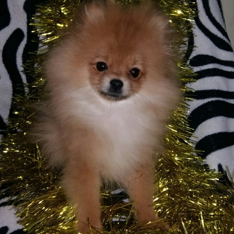 Шпиц пырзик