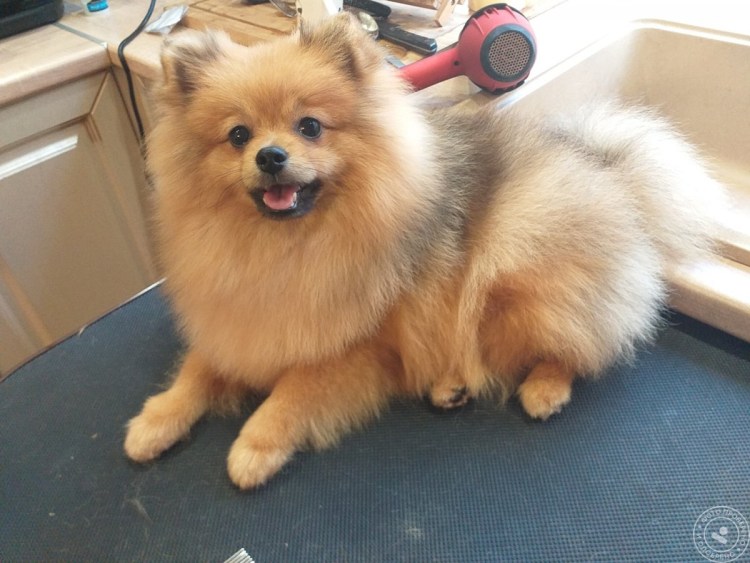 Собака пырзик