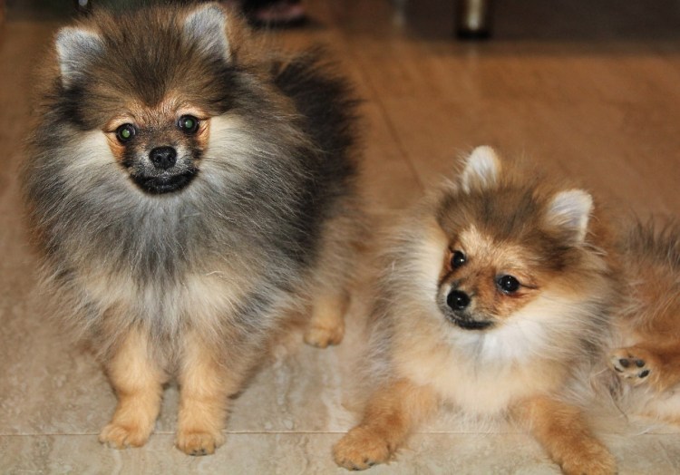 Померанский шпиц пырзик