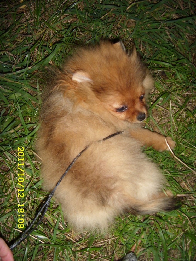 Пырзики шпица