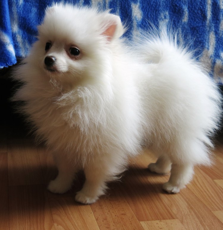 Померанские Шпицы пырзики