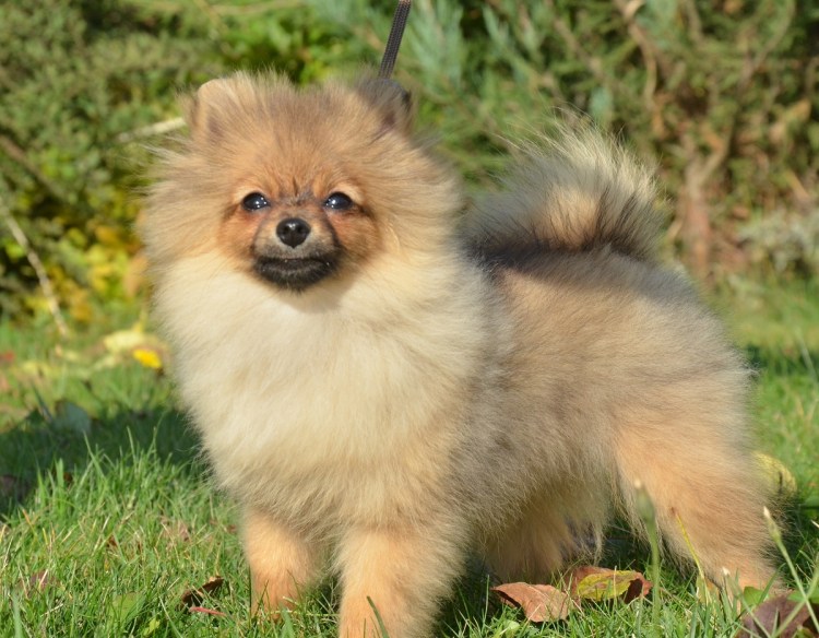 Немецкий малый шпиц пырзик