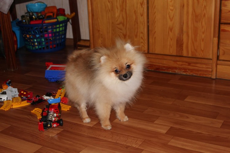 Юниорская линька у шпицев