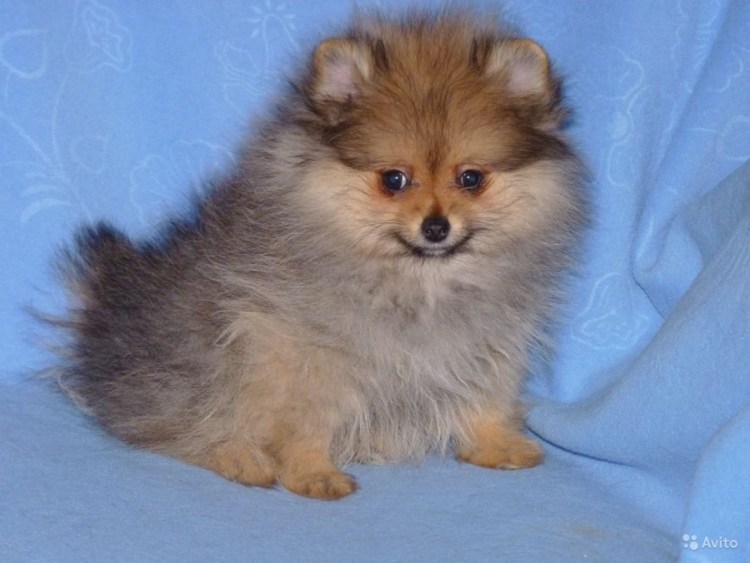 Померанский шпиц 18 век