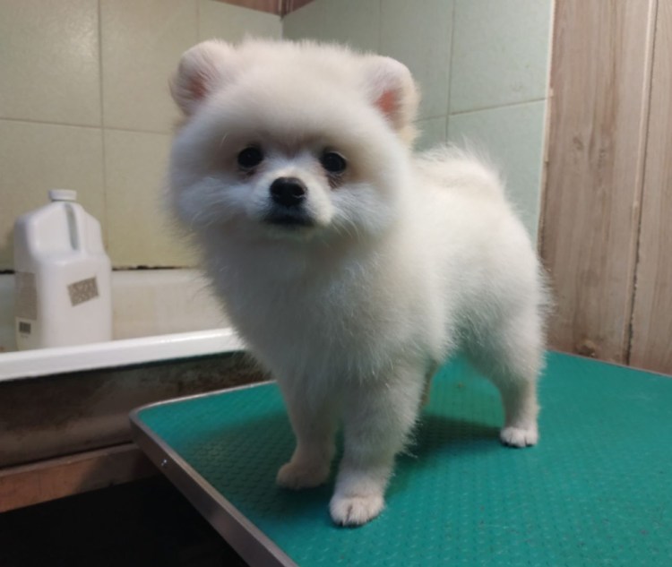 Немецкий малый шпиц оранж Соболь