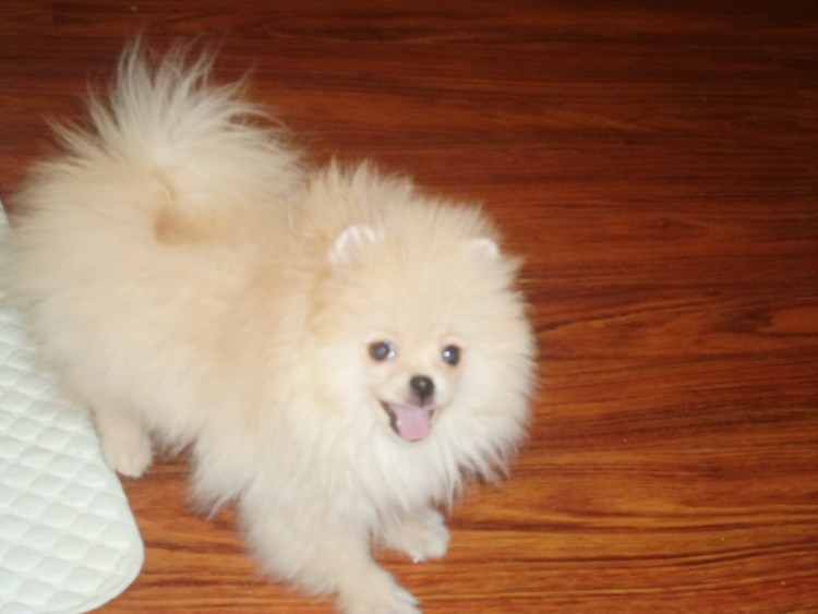 Шпиц терьер померанский