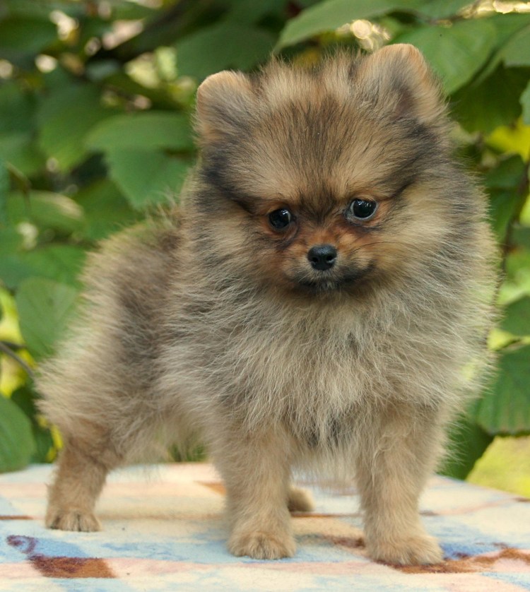 Шпиц пырзик