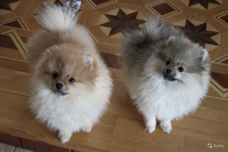 Померанский шпиц породы собак