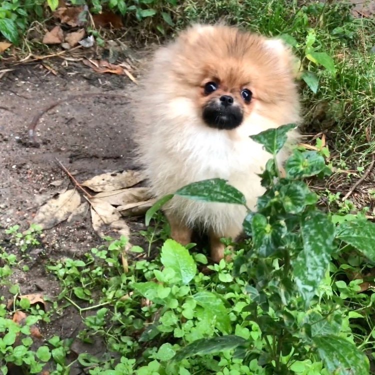 Померанский шпиц линька