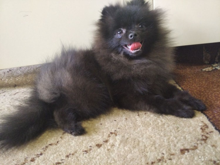 Померанский шпиц линька