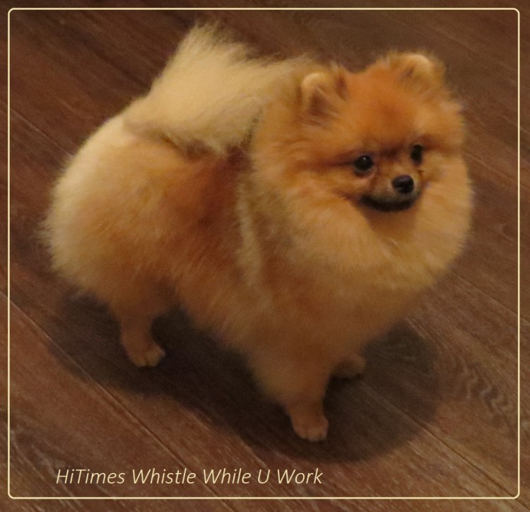 Щенок померанского шпица 6 месяцев