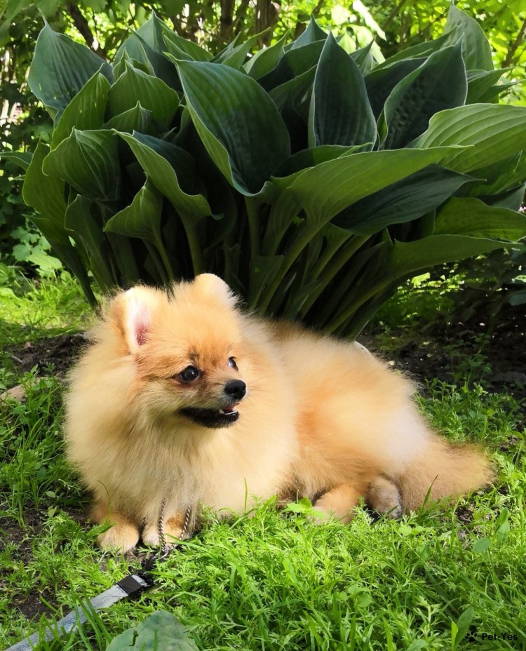 Помы крем собака