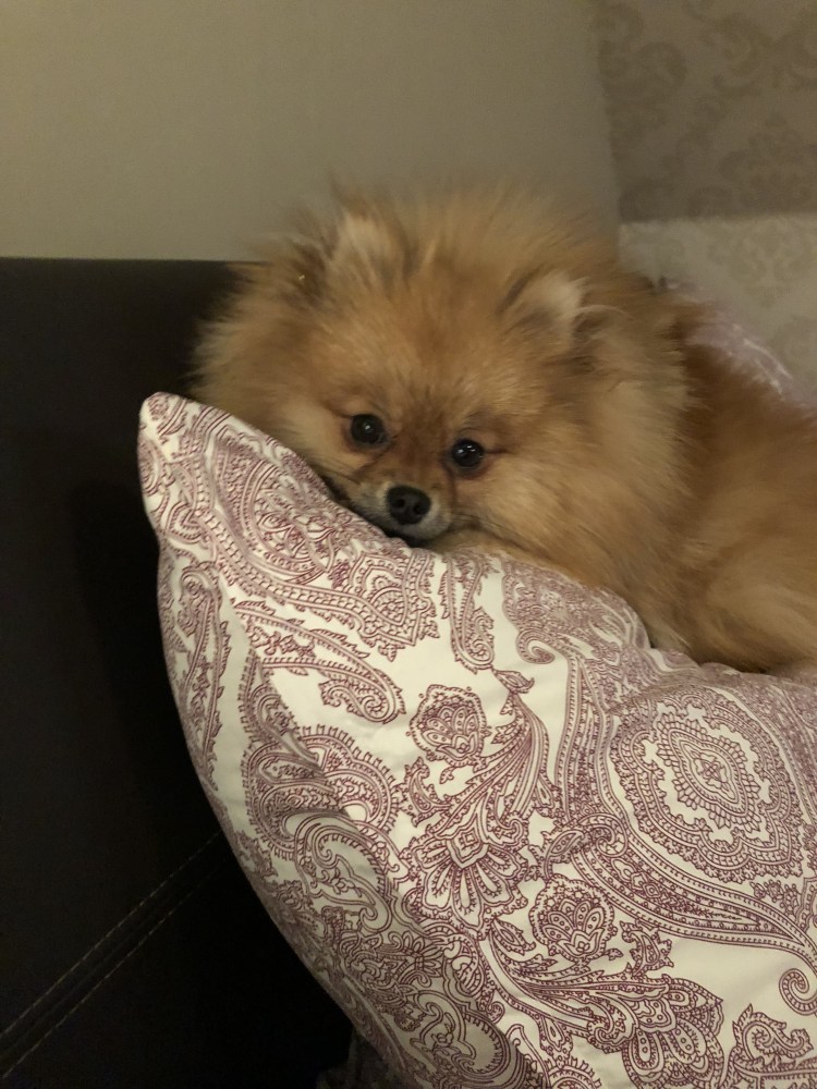 Немецкий шпиц линяет