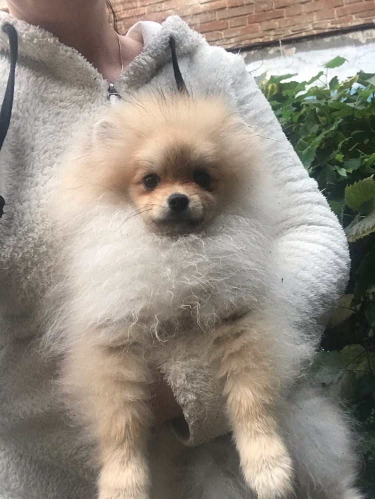 Немецкий шпиц пырзики