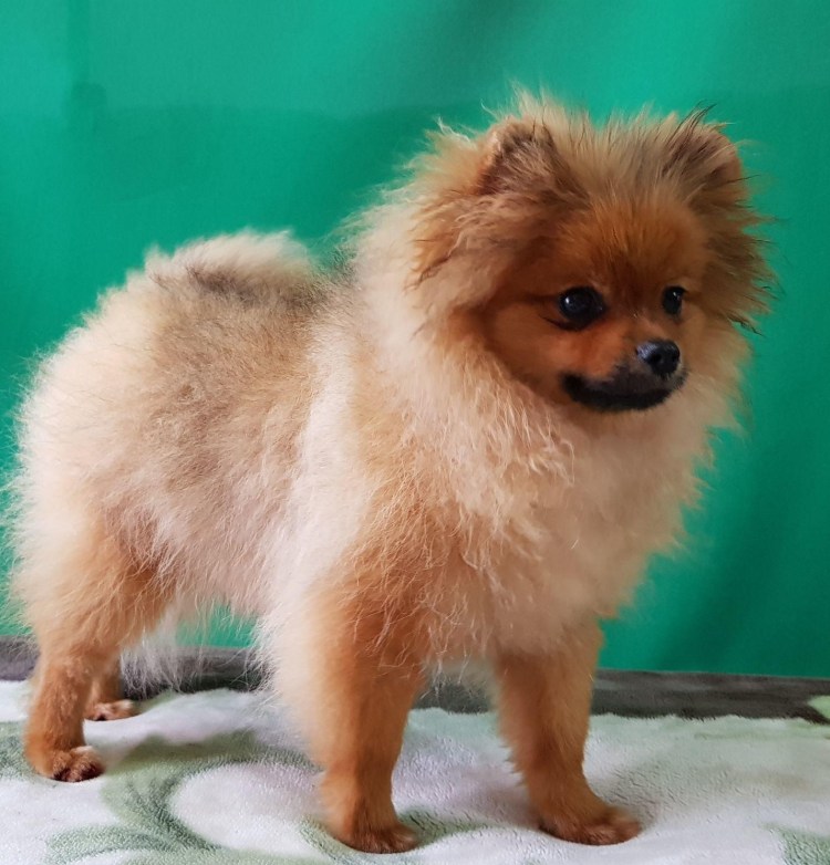 Стрижка шпица в Нижнем Новгороде