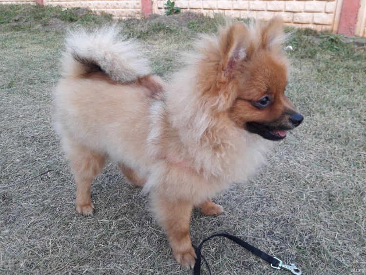 Шпиц обыкновенный